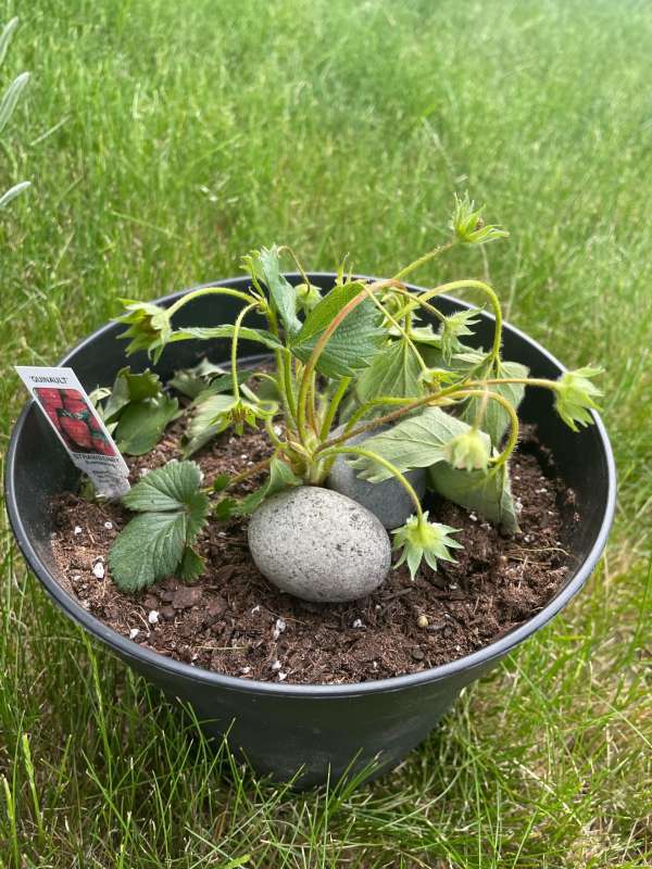 Strawberry plant drooping—why is my strawberry plant drooping