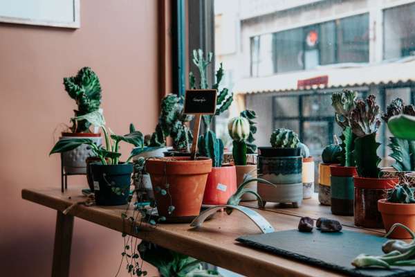 Various plants in pots—why is the color of plant pots important