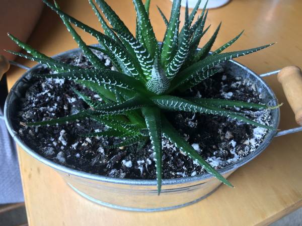 White stuff in plants potting soil—what is the white stuff in potting soil