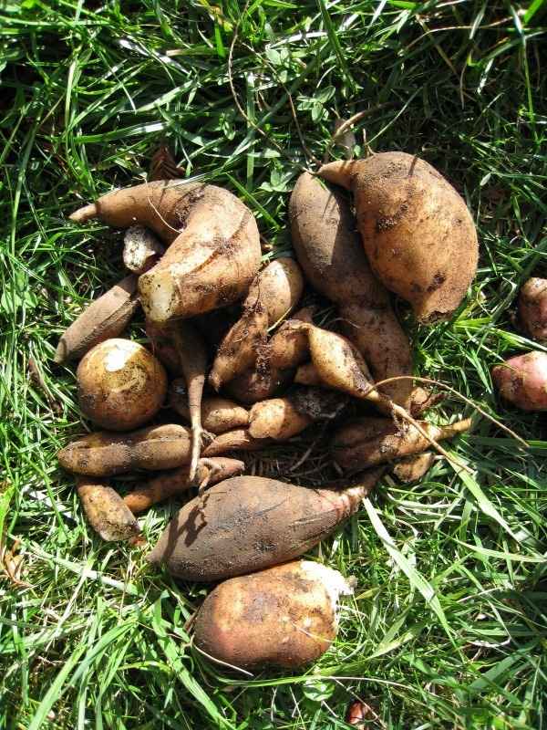 Yacon Tubers Vegetables That Start with Y