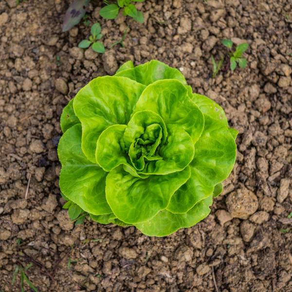 A lettuce head growing in soil—when to plant lettuce in Georgia