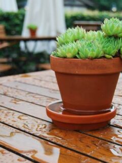 A succulent plant in a pot in rain—can succulents stay outside in rain