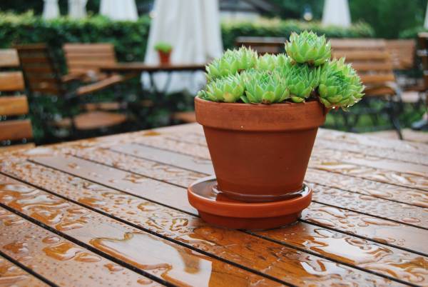 A succulent plant in a pot in rain—can succulents stay outside in rain
