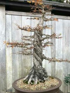 Bonsai tree without leaves—why is my bonsai tree losing leaves