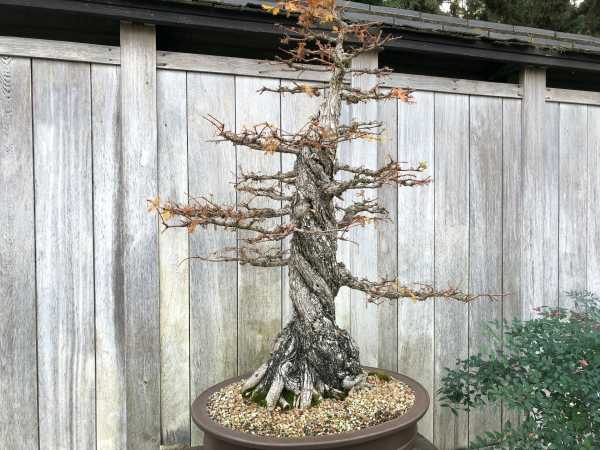 Bonsai tree without leaves—why is my bonsai tree losing leaves