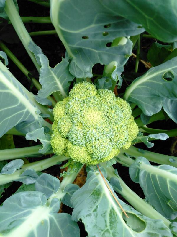 Broccoli head—why is my broccoli bolting