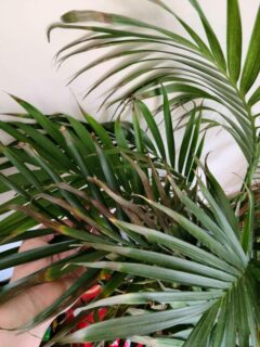 Brown tips of cat palm plant—why are the tips of my cat palm turning brown