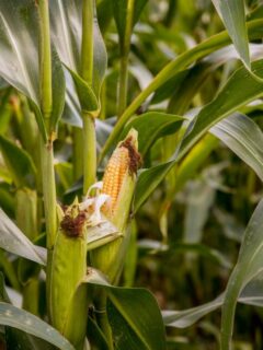 Corn plant—when to plant corn in Tennessee