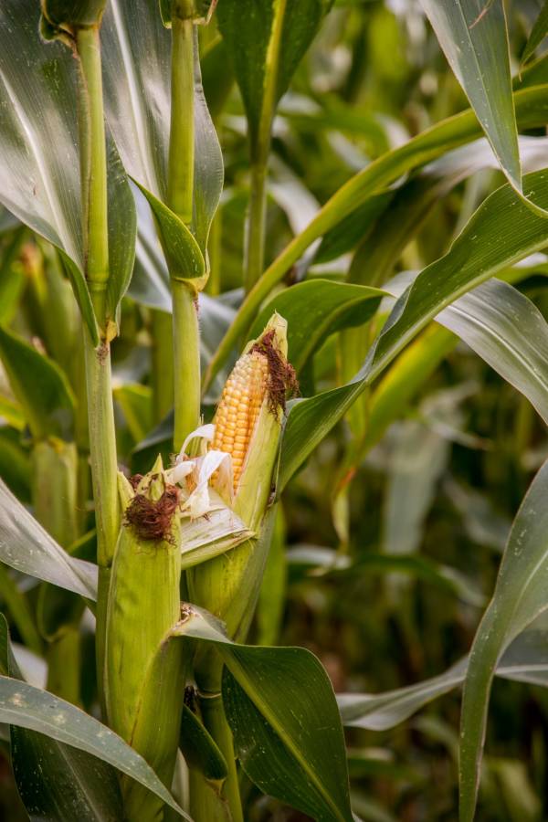 Corn plant—when to plant corn in Tennessee