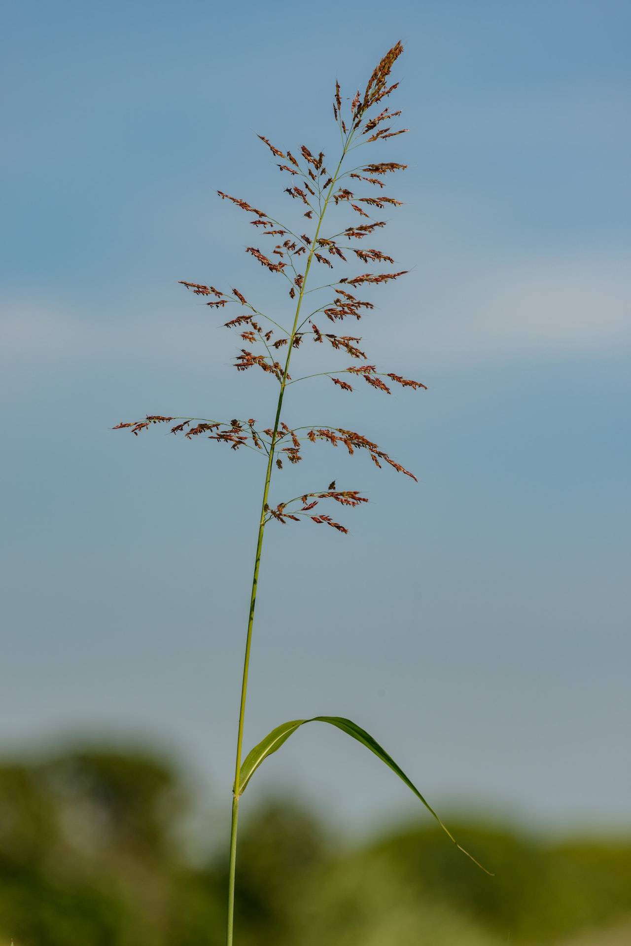 Halepense grass picture—why is Johnson grass bad