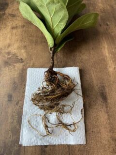 How to Fix Root Rot in Fiddle Leaf Fig