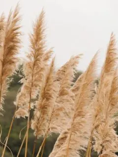 How to Get Rid of Pampas Grass