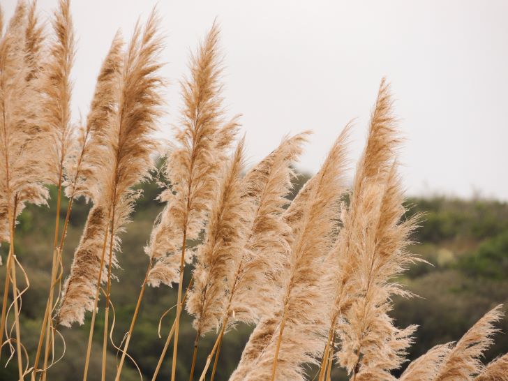 How to get rid of Pampas grass