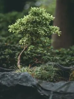 How to Keep a Tree Small