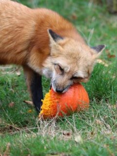 How to Protect Growing Pumpkins from Animals