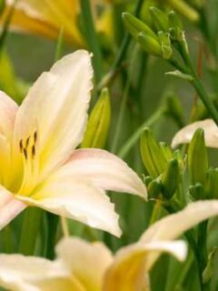 How to get rid of Daylilies