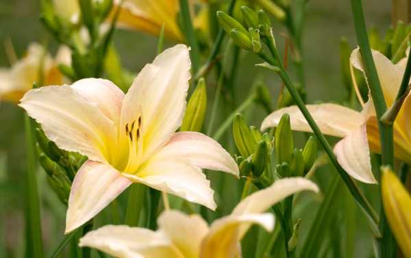 How to get rid of Daylilies