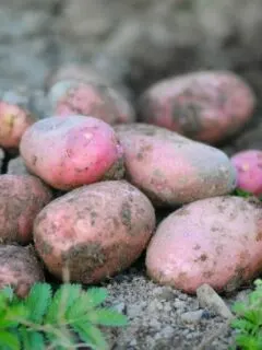 How to grow potatoes in Arizona