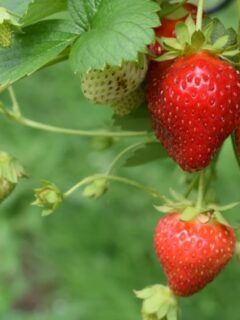 How to grow strawberries in Ohio