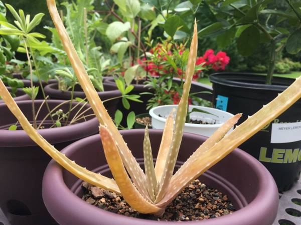 Orage aloe vera—why is my aloe plant orange
