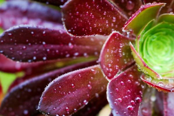 Red succulent plant in rain—can succulents stay outside in rain