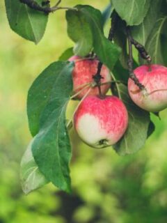 Three apples on a tree—why do apples grow in cold climates