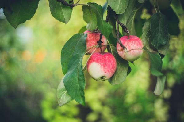 Three apples on a tree—why do apples grow in cold climates