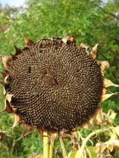 What To Do With Dead Sunflower Heads