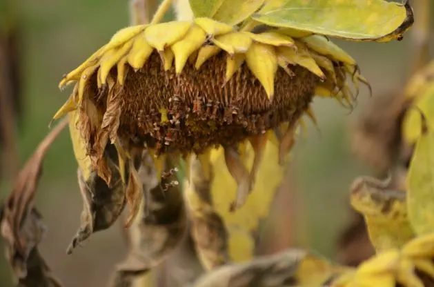 How Can Dead Sunflower Heads Be Used?