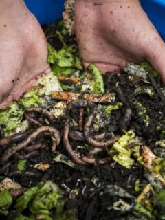 Why Are My Compost Worms Dying 2