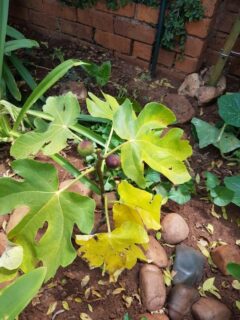 Why Is My Fig Tree Leaves Turning Yellow 2
