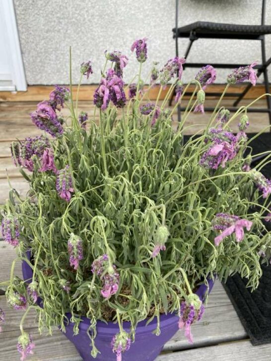 Why Is My Lavender Plant Drooping? 4 Common Reasons!