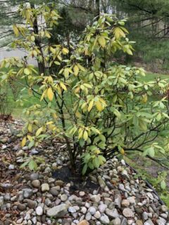 Yellow leaves on Rhododenderon—why is my Rhododendron turning yellow