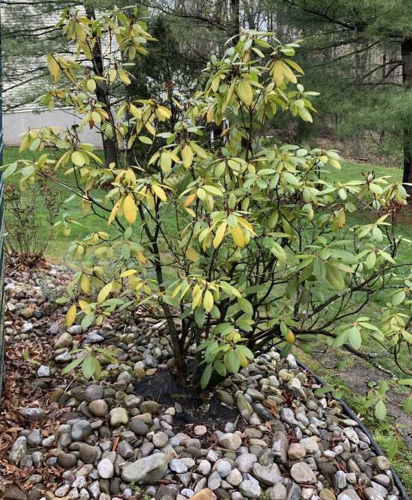 Yellow leaves on Rhododenderon—why is my Rhododendron turning yellow