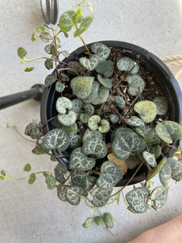 Yellow leaves on string of hearts plant—why is my string of hearts turning yellow?