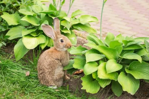 Young brown rabbit eating grass in the park at a Summers evening