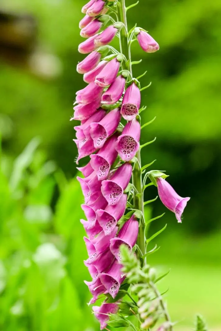 How to Deadhead Foxgloves
