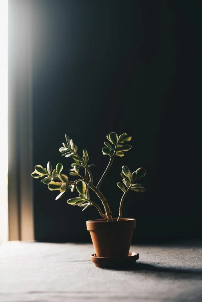 How to Fix a Leaning Potted Plant