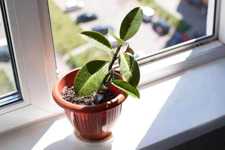How to fix a leaning potted plant