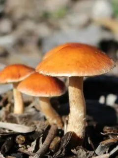 How to Get Rid of Mushrooms in Mulch