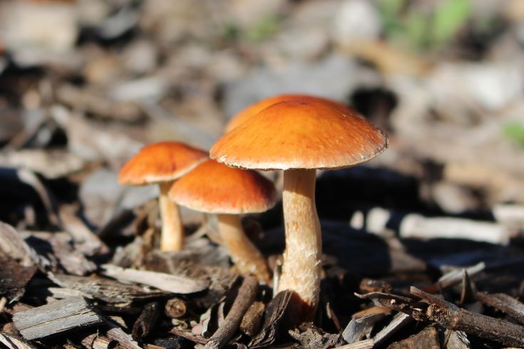 How to get rid of mushrooms in mulch