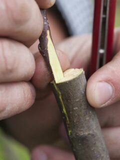 How to Graft a Japanese Maple