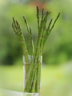 How to Grow Asparagus from Cuttings