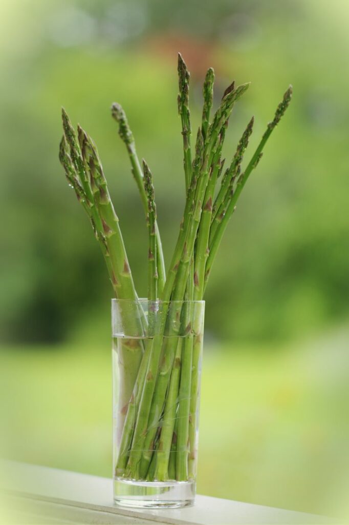 How to grow Asparagus from cuttings