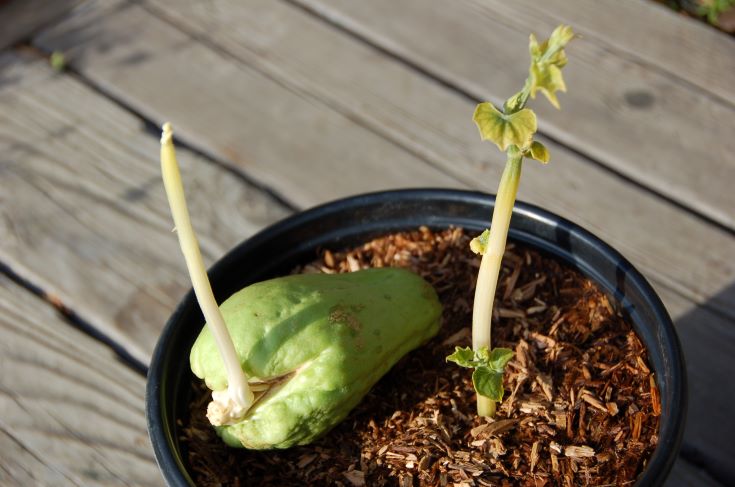 How to grow Chayote in containers