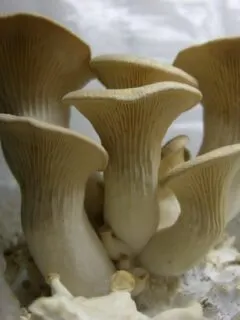 How to Grow King Oyster Mushrooms