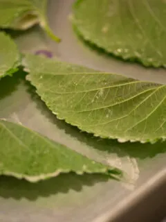 How to Grow Korean Perilla Leaves