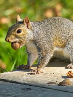 How to Keep Squirrels Out of Pecan Trees