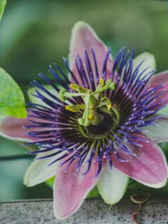 How to Propagate Passion Flowers