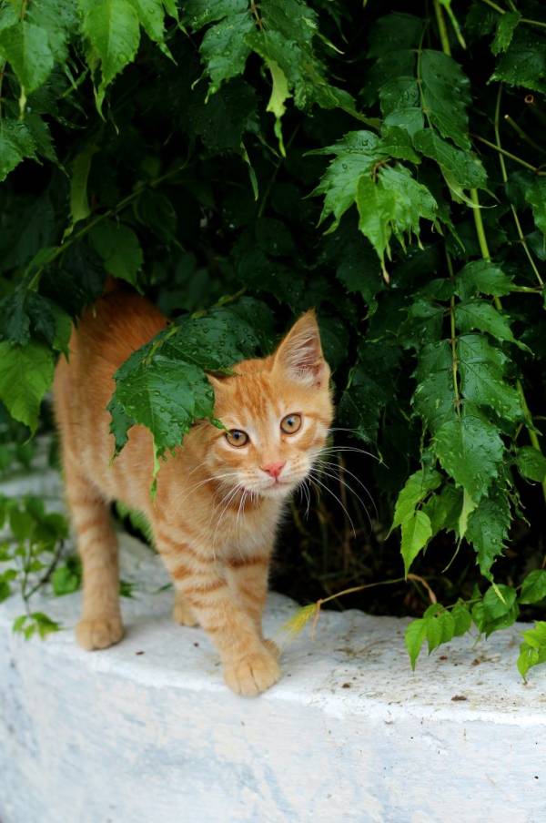 How to Stop Cats from Peeing in Plants